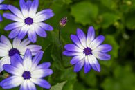 High angle closeup of delicate blue Pericallis hybrida flowers growing on green bush on sunny day in nature