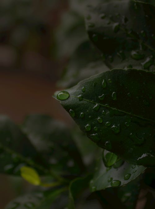 Free Water Droplets on the Green Leaves Stock Photo