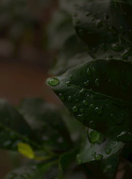 A detailed close-up of fresh green leaves with water droplets after rain.