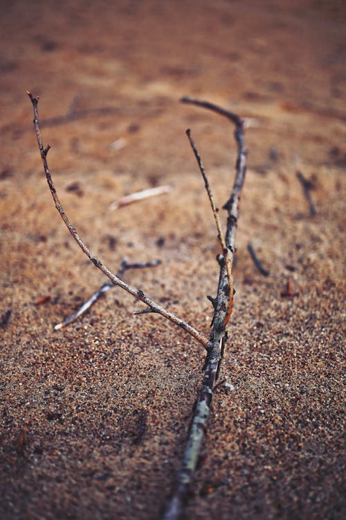 Twig on sand