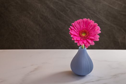 蓝色花瓶里，充满活力的粉色非洲菊雏菊在大理石表面展现出极简主义的优雅