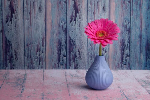 Minimalist Barberton daisy in small vase arranged against wooden wall