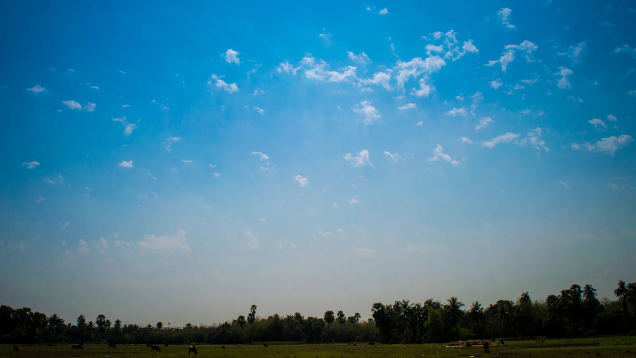 Free stock photo of blue sky, india, nature