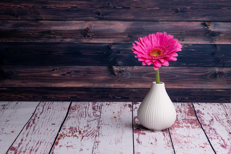 Fresh Gerbera Jamesonii Flower In White Vase Placed On Painted Shabby Wooden Table