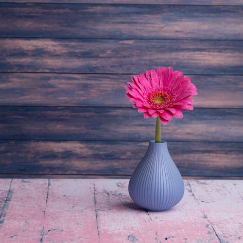 Small gray textured vase with vivid pink Gerbera jamesonii flower placed on timber table in studio