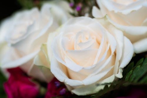 Free Elegant bouquet of fresh white roses Stock Photo
