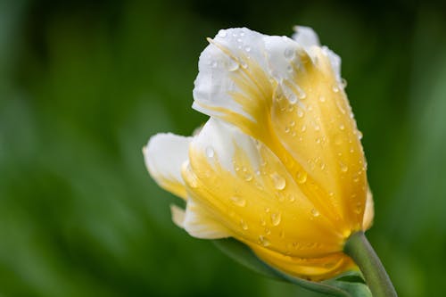 Low angle closeup of morning dew on fresh delicate yellow tulip growing in green garden in sunlight