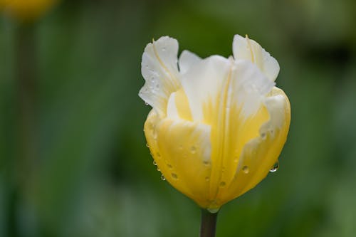 Free Closeup of blooming garden tulip flower with dew on gentle yellow petals growing on green meadow on sunny day Stock Photo