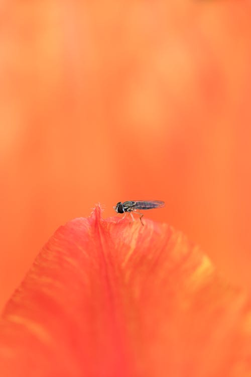 Insect sitting on bright flower petal