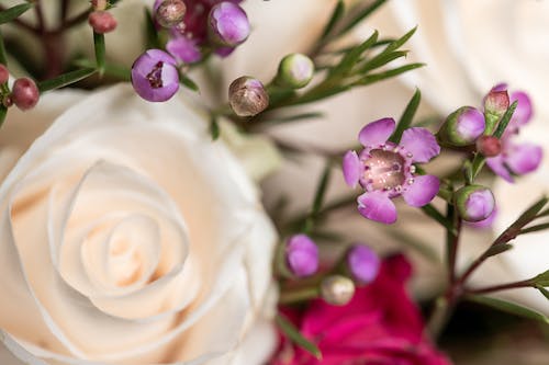 From above of fresh elegant white roses arranged with tiny Geraldton waxflower plants in daylight