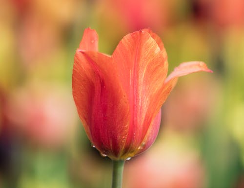 Bright blooming tulip in green garden