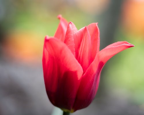 Closeup of bright Tulipa gesneriana flower with delicate red petals growing in lush garden on sunny day