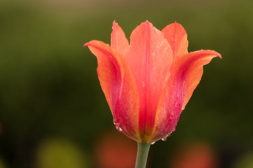 Free Closeup of elegant tulip with morning dew on thin gentle purple and orange petals growing in garden in spring Stock Photo