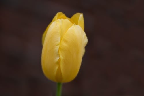 Kostenloses Stock Foto zu blühen, blume, blumen