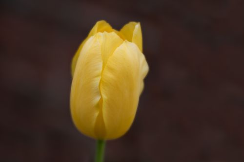 Free Closeup of fresh delicate yellow garden tulip growing in nature on spring day Stock Photo