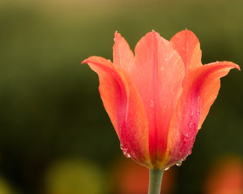Free Dew on garden tulip petals in sunlight Stock Photo