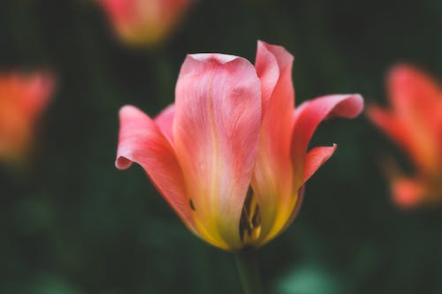 Безкоштовне стокове фото на тему «tulipa greigii, аромат, безтурботний»