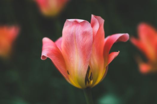 Closeup of tender pink Greigs tulip with delicate soft petals growing in lush garden on sunny day