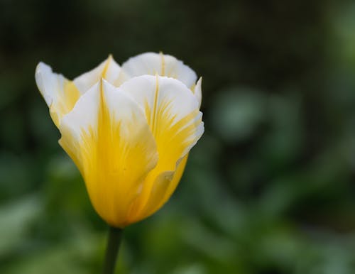 Kostnadsfri bild av arom, blomma, blommig