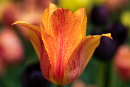Vivid blooming Greigs tulip growing on flowerbed in daylight