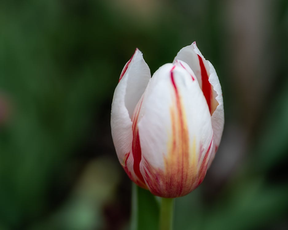 Free Closeup of gentle white Tulipa Happy Generation with red stripes growing in lush green garden Stock Photo