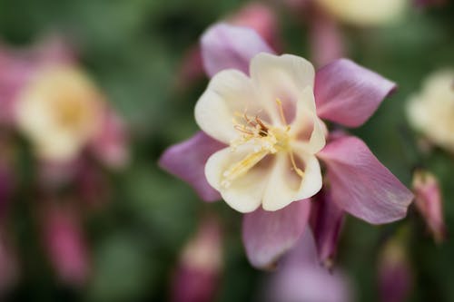 Blossoming Aquilegia flower growing in garden