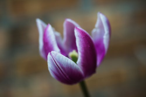 High angle closeup of elegant Tulipa humilis flower with bright violet petals growing in fields on spring day