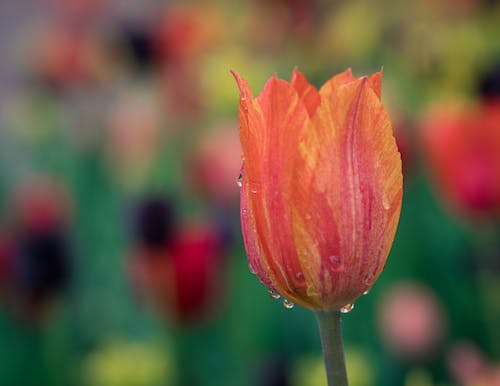 Closeup of wet Tulipa gesneriana flower with water drops on bright petals growing in meadow on sunny spring day