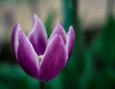 Exotic Tulipa humilis flower growing in green garden