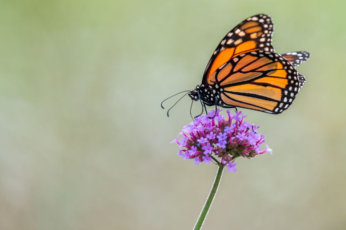 Butterfly sitting on purple flower in nature · Free Stock Photo