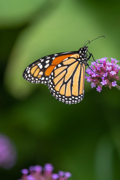 Orange butterfly sitting on fragrant blooming flower