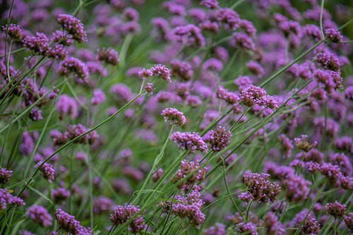 Blooming purple wildflowers on lush meadow