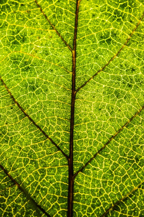 Textured background of lush green leaf