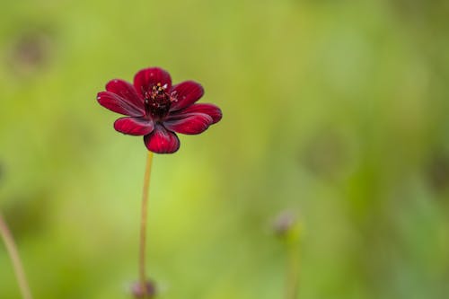 Tender fragrant dark red cosmos flower blossoming in verdant lush nature on clear summer day