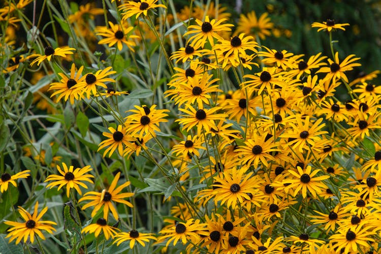 Tender Rudbeckia Hirta Flowers Growing On Meadow