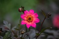 Tender aromatic Dahlia Happy Single Juliet flower with bright pink petals blooming in green garden in daytime