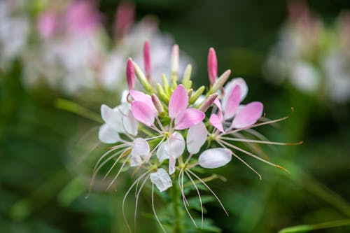 Exotic Cleome spinosa flowering plant growing in tropical garden