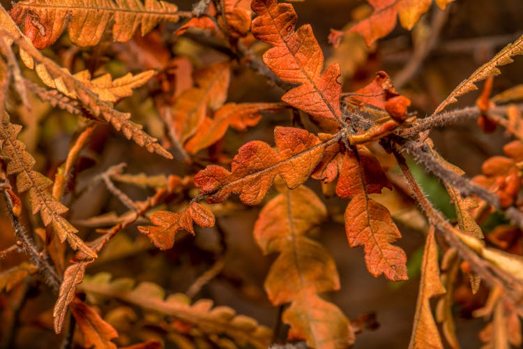 Comptonia Peregrina Shrub Growing In Autumn Forest