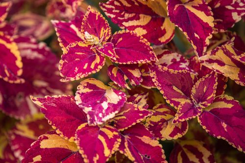 Free High angle of bright fuchsia and yellow leaves of exotic coleus flowering plant growing in garden on sunny day Stock Photo