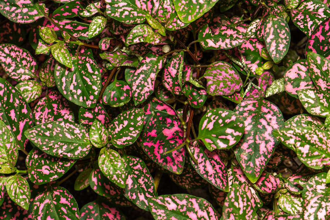 Lush bright two colored leaves of exotic polka dot plant growing in garden on sunny day