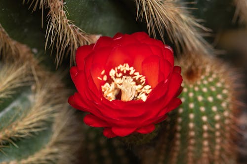 Echinopsis bruchii cactus with blooming red flower in greenhouse