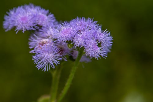Blooming Ageratum houstonianum plants with violet flower heads