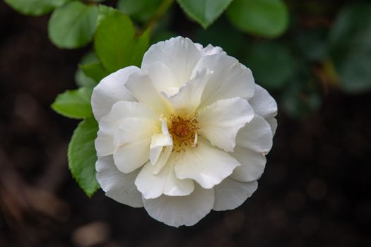 Aromatic white cultivated Floribunda Edelweiss flower with tender petals growing in green garden on sunny day