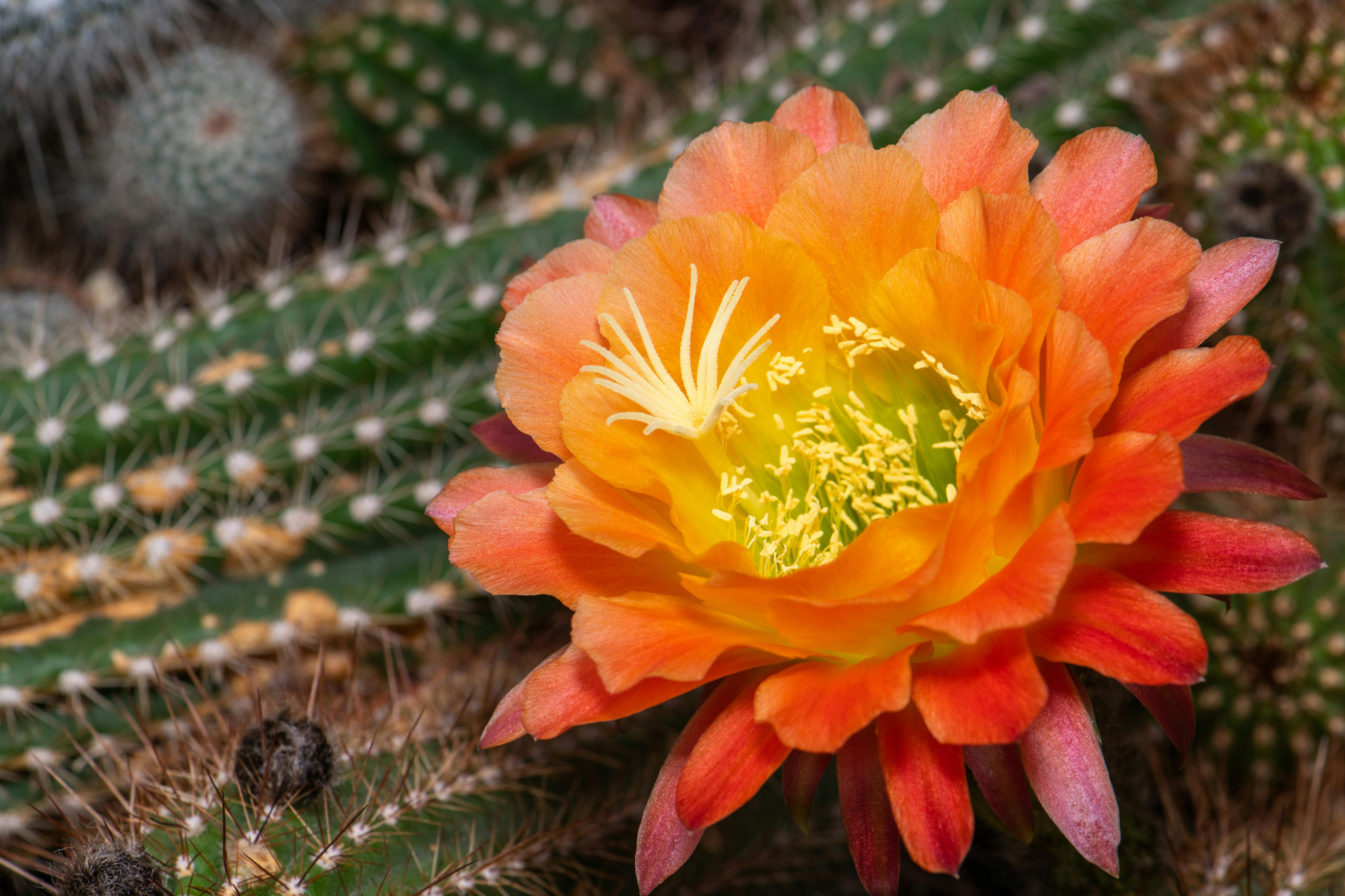 Colorful flower growing on spiky Echinopsis cactus in daylight · Free