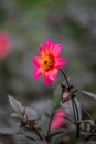 Gentle bright Dahlia Happy Single Juliet flower with pink petals and yellow pestle growing in green garden in daylight