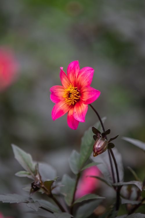 Free Gentle bright Dahlia Happy Single Juliet flower with pink petals and yellow pestle growing in green garden in daylight Stock Photo