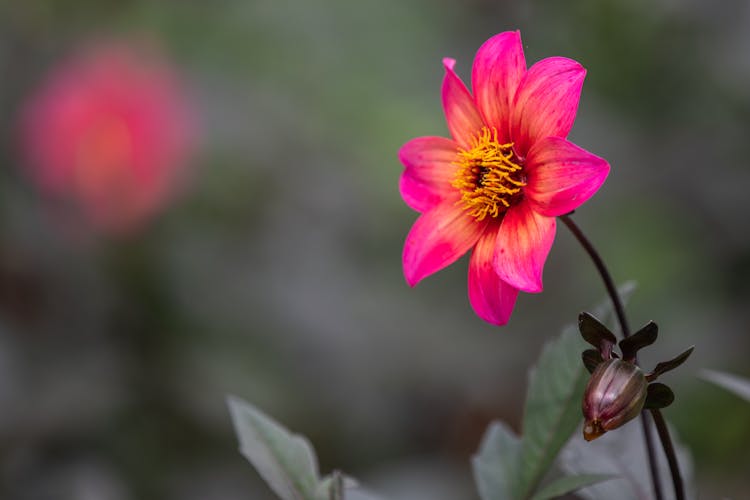 Cultivated Bright Pink Dahlia Growing In Park