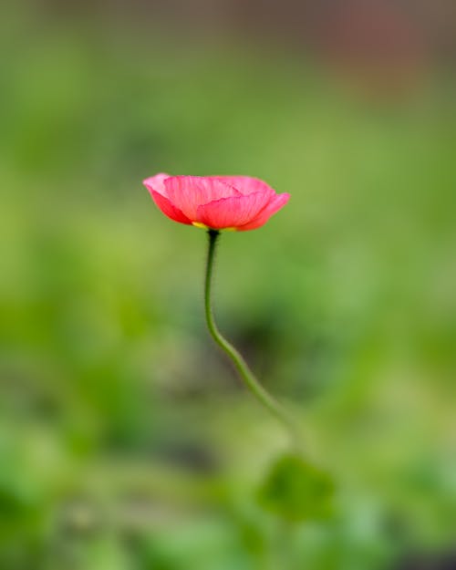Delicate pink opium poppy flower with thin petals and green stem growing on lush meadow on sunny day