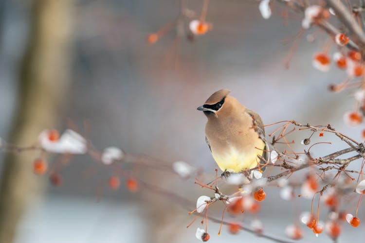 Adorable Bombycilla Cedrorum Sitting On Berry Tree In Winter Forest