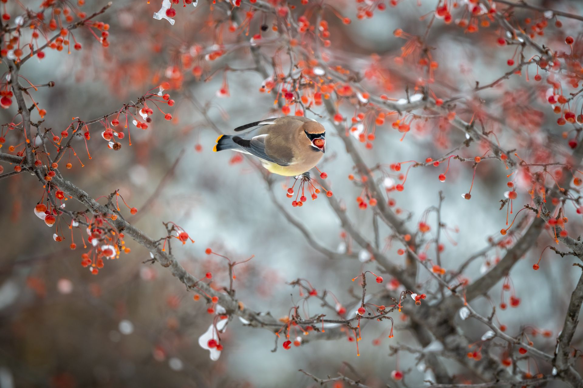 Cedar waxwing on a snowy branch with red berries, showcasing winter wildlife beauty.